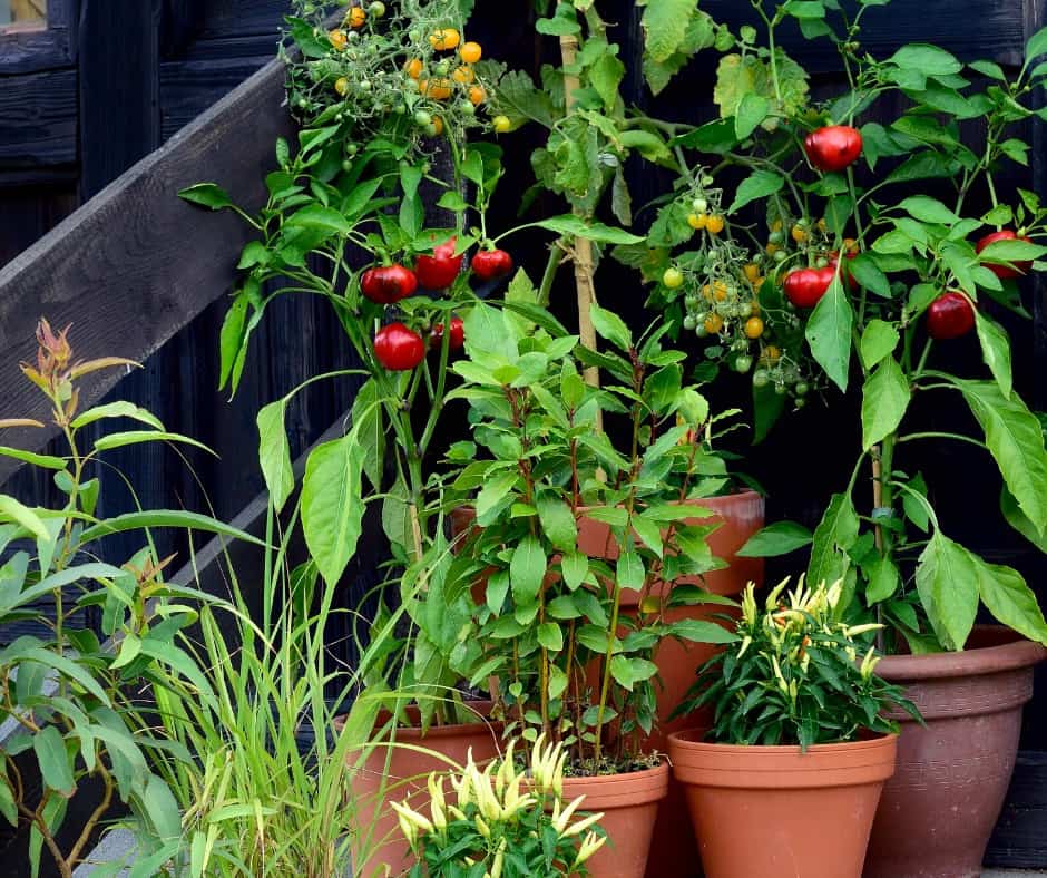 edmonton-balcony-gardens